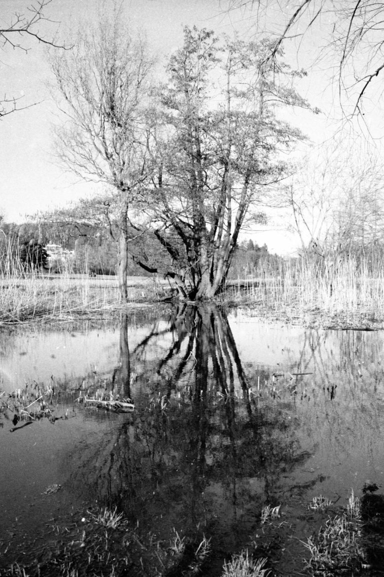 Schwarz-Weiß-Aufnahme eines Baumes, der sich im ruhigen Wasser spiegelt.